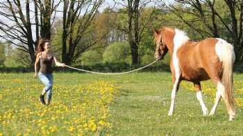 Dein Pferd ist dein Lehrer