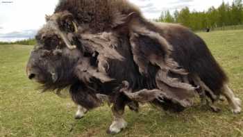 The Musk Ox Farm