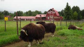 The Musk Ox Farm