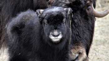 The Musk Ox Farm