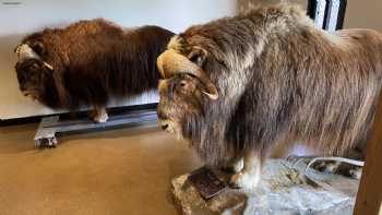 The Musk Ox Farm