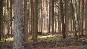 Waldkindergarten Heist Wurzelkinder e.V.