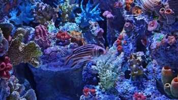 Funtastic Aquarium İzmir