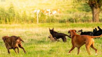 STADT MENSCH HUND Hundeschule, Seminare, Workshops & Ernährungsberatung