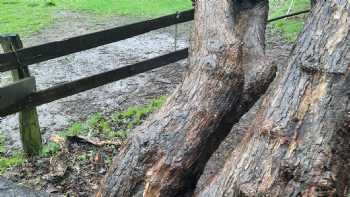 Natur- und Waldkindergarten Die Waldkinder Pansdorf e.V.