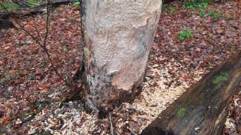 Natur- und Waldkindergarten Die Waldkinder Pansdorf e.V.