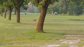 Wedgewood Golf Course & Grill