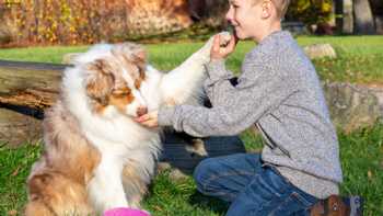 Coaching Synergie By Angelika Glauber - Hundetraining in Barsbüttel