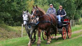 Pferd-Gelassen Fahrsport und HORSE bodyforming Miriam Mauroschat