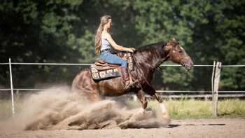 American Training Stable