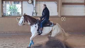 American Training Stable