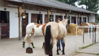 American Training Stable