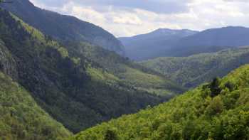 Yenice Kent Ormanı