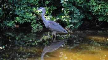 Blue Heron School at Squam Lakes Natural Science Center