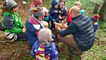 Into The Green Forest School