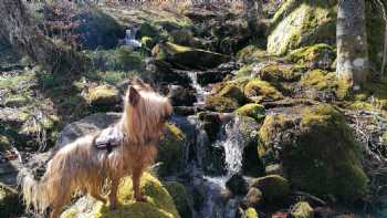 El Calero De Brañosera