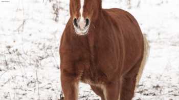 Ponyreitschule Brenner