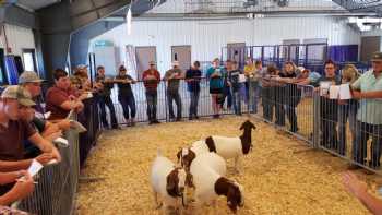 Kansas State University Sheep & Meat Goat Center