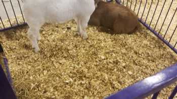 Kansas State University Sheep & Meat Goat Center