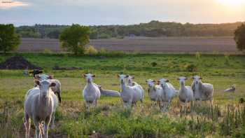 Kansas State University Sheep & Meat Goat Center