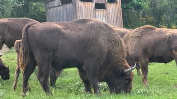 Centro De Interpretación Del Bisonte Europeo Bison Bonasus