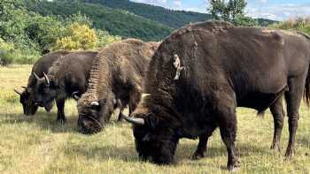 Centro De Interpretación Del Bisonte Europeo Bison Bonasus