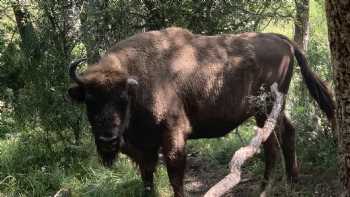 Centro De Interpretación Del Bisonte Europeo Bison Bonasus