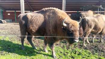 Centro De Interpretación Del Bisonte Europeo Bison Bonasus