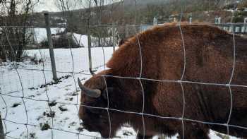 Centro De Interpretación Del Bisonte Europeo Bison Bonasus