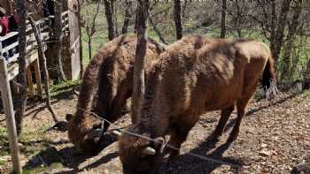 Reserva de Bisontes San Cebrián de Mudá