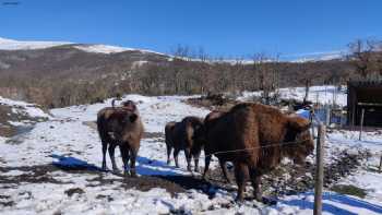 Reserva de Bisontes San Cebrián de Mudá