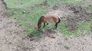 Reserva de Bisontes San Cebrián de Mudá