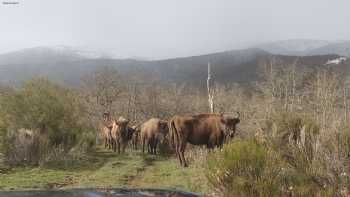 Reserva de Bisontes San Cebrián de Mudá