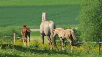 Elta Reining Horses - Anke Waizenegger-Merkt