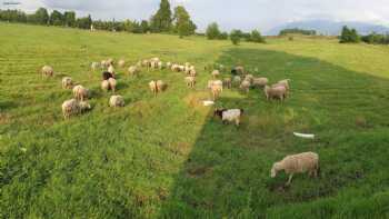 KOCAELI IZMIT ADAKLIK VE KURBANLIK