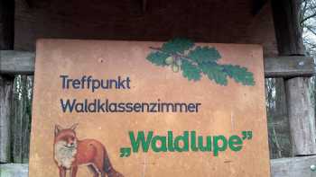 Waldklassenzimmer Waldlupe