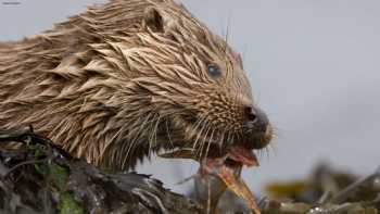 Nature Scotland - Isle of Mull - Wildlife Tours