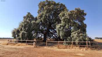 Encina Milenaria Olmeda