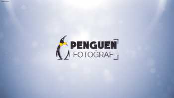 Penguen Fotoğraf - Grafik - Video