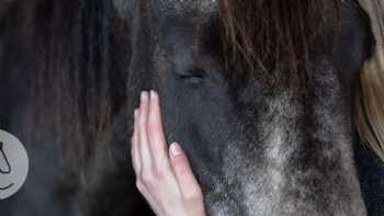 equinAcademy | Wissen für Pferdebesitzer