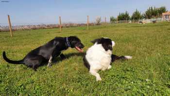 Otocan Escuela Canina