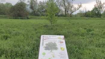 Wildbirne am Kiessee