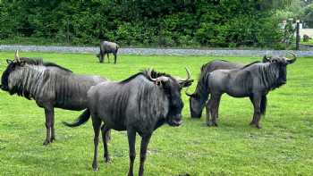 Serengeti Park Hodenhagen - &quotSafari Adventure in the middle of Europe"