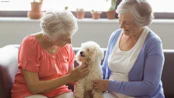 AdT - Akademie der Therapiehunde