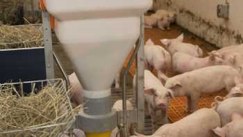 Lehrwerkstatt Schwein des Landwirtschaftlichen Bildungszentrums (LBZ) Echem