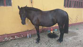 Equus Boria