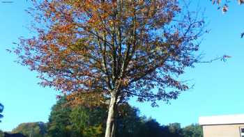 Grundschule Am Wingster Wald Schulen, allgemein bildende Schulen