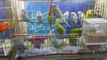 Selvi Pet Shop