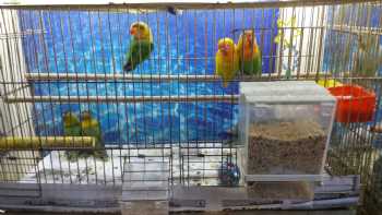 Selvi Pet Shop