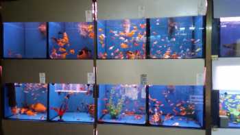 Selvi Pet Shop